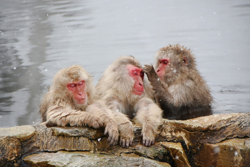 海外のお客様におすすめの旅
